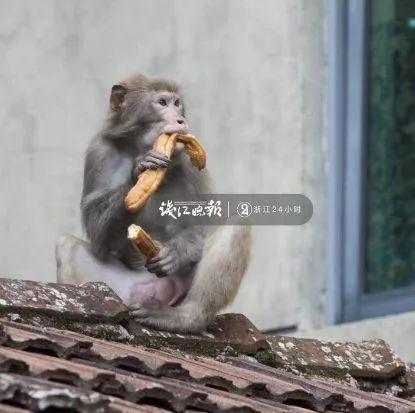 猴子多次打劫游客 不給東西就賴(lài)著不走了