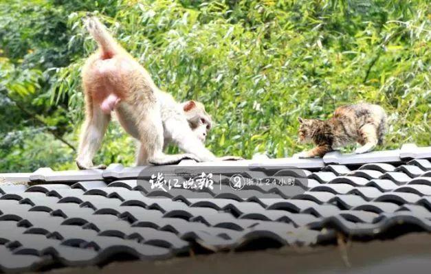 猴子多次打劫游客 不給東西就賴(lài)著不走了