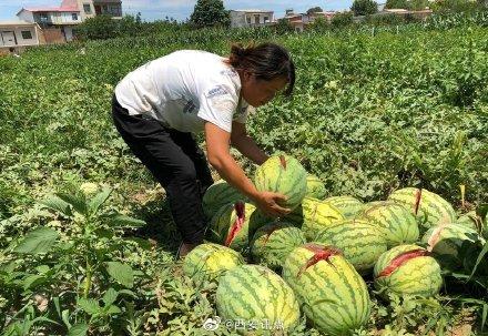 2000個(gè)西瓜被砍爛 兩三萬斤西瓜突遭滅頂之災(zāi) 瓜農(nóng)欲哭無淚